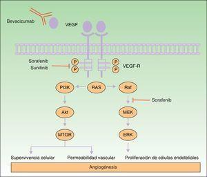 Mecanismo de acción de bevacizumab, sorafenib y sunitinib. Esquema de las vías de señalización implicadas en el proceso de angiogénesis y el lugar de actuación de los fármacos sorafenib, sunitinib y bevacizumab. La activación del receptor del VEGF actúa sobre el proceso de angiogénesis mediante la inducción de la proliferación celular, supervivencia celular y la permeabilidad vascular.