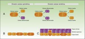 Autorrenovación de las células madre. La figura 2A muestra el concepto de la división celular simétrica y asimétrica. Durante el desarrollo embrionario (B) la mayoría de las divisiones son simétricas, y el eje de la división es paralelo a la membrana basal, lo que asegura aumento de la superficie del embrión durante el crecimiento. Durante la estratificación del epitelio, que se produce en la morfogénesis y en la edad adulta (C), la mayoría de las divisiones son asimétricas. Durante la división asimétrica el eje puede ser perpendicular a la mebrana basal (al dividirse, una célula hija al perder el contacto con las integrinas y los factores de crecimiento que secreta la membrana basal sufre el fenómeno de diferenciación, y la segunda célula hija al permanecer en contacto con la membrana basal mantiene sus características de célula madre), pero también puede ser paralelo a la membrana basal (en este caso la diferenciación de una de las células hijas se induce por otro mecanismo).