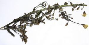 Planta olivarda (Dittrichia viscosa) seca, aportada por la paciente.