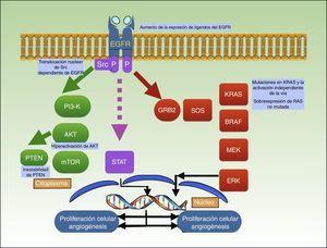Mecanismo de acción de cetuximab, que bloquea EGFR, con lo que impide la activación de varias vías de señalización intracelulares, incluyendo PI3K/Akt, la señal de transducción y activación de la transcripción (STAT) y la vía Ras-MAPK; se representan en el gráfico las diferentes mutaciones descritas hasta la actualidad que actúan como factores de resistencia a cetuximab en CEC.