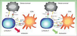 Interacción entre PD-1 y PD-L1 que produce inhibición de la célula T (izquierda). Unión de los fármacos anti PD-1 como nivolumab o pembrolizumab al PD-1 de la superficie de los linfocitos que permite la activación del mismo, y por tanto la generación de una respuesta antitumoral (derecha). CPA: célula presentadora de antígenos; MHC: antígeno mayor de histocompatibilidad; TCR: receptor de la célula T.