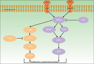 Vías de PI3K/AKT y RAS/MAPK RTK: receptores de tirosina-quinasa. Fuente: adaptada a partir de Klinac et al.21 y Hernandez-Martin y Torrelo22.