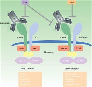 Mecanismo de acción de dupilumab: Dupilumab actúa sobre la subunidad α del receptor de la interleucina 4 (IL-4Rα). El IL-4Rα es parte tanto de los receptores de la IL-4 tipos I y II como del receptor de la IL-13, de ahí que dupilumab inhiba la señalización en cascada de las interleucinas IL-4 and IL-13.