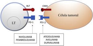Esquema de la inhibición de los linfocitos T mediada por el ligando de la molécula de muerte programada 1. La unión de la molécula de muerte programada 1 al ligando de la molécula de muerte programada 1 inhibe la señal positiva mediada por la interacción entre el receptor del linfocito T y el complejo mayor de histocompatibilidad. Nivolumab y pembrolizumab se unen a PD-1. Atezolizumab, avelumab y durvalumab se unen a PD-L1. CMH: complejo mayor de histocompatibilidad; LT: linfocito T; PD-1: molécula de muerte programada 1; PD-L1: ligando de la molécula de muerte programada 1; RLT: receptor del linfocito T.