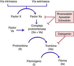 Mecanismo de acción de los anticoagulantes orales directos en la cascada de coagulación. Rivaroxabán, apixabán y edoxabán actúan inhibiendo al factor Xa; dabigatrán es un inhibidor directo de la trombina.