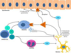 Representación esquemática del ciclo inflamación local-proliferación neuronal. FCN: factor de crecimiento neuronal; IL: interleuquina; RN1: receptor de neurocinina 1; SP: sustancia P.