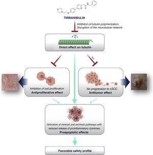 Mechanism of action of tirbanibulin in treatment of actinic keratitis. cSCC indicates cutaneous squamous cell carcinoma. Source: Figure created using BioRender.com.