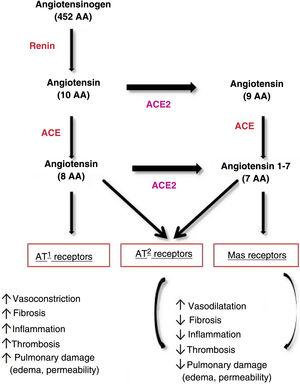 Pathways of angiotensin metabolism16. ACE indicates angiotensin-converting enzyme; AT, angiotensin. Adapted from Verdecchia et al. Eur J Intern Med. 2020.
