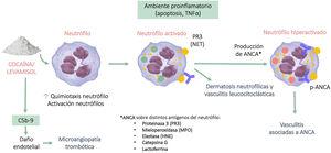 Mecanismo de inmunogenicidad de la cocaína levamisol. NET: trampas extracelulares de neutrófilos.