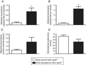 La administración de una dieta aterogénica durante 2 meses produjo un aumento de las interacciones leucocito-endotelio en la microcirculación del cremáster de ratones apoE-/−. Las barras muestran el número de leucocitos adheridos al endotelio en arteriola en la microcirculación del cremáster de los ratones sometidos o no a una dieta rica en grasa (A). Respuestas venulares sobre la adhesión (B) y migración leucocitaria (C), así como de la velocidad de rodamiento (D). Los resultados están expresados como la media±ESM de n=4-6 animales por grupo. *p<0,01 relativo a los valores en el grupo sometido a dieta control.
