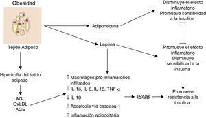 La inflamación del tejido adiposo visceral es una señal detonante en el inicio y la propagación de la inflamación sistémica de grado bajo. AGE: productos terminales de glucosilación avanzada; AGL: ácidos grasos libres; IL: interleucina; ISGB: inflamación sistémica de grado bajo; oxLDL: lipoproteínas de baja densidad oxidadas; TNF: factor de necrosis tumoral;
