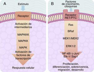 A) Esquema d'una cascada de senyalització intracel·lular activada per receptor de membrana el qual activa