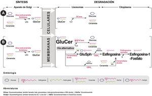 Mecanismo fisiopatogénico de la enfermedad de Gaucher. A: metabolismo normal; B: acumulación de glucoesfingolípidos en la enfermedad de Gaucher.
