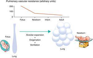 Pulmonary vascular resistance during transition from fetal to postnatal life.
