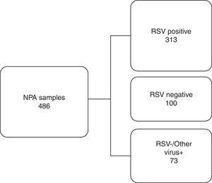 Work flowchart. Nasopharyngeal aspirate samples were divided into three distinct groups screened by immunofluorescence assay and compared with rapid antigen detection test for respiratory syncytial virus. RSV, respiratory syncytial virus; NPA, nasopharyngeal aspirate; +, positive; −, negative.