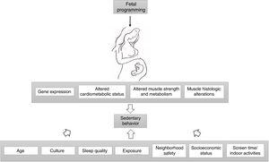 Fetal programming alters gene expression, cardiometabolic status, muscle strength, metabolism and histology, leading to altered physical activity levels in individuals with IUGR. Age, culture, exposure, sleep quality, socioeconomic status, neighborhood safety, screen time and indoor activities also moderate the association between birth weight and sedentary behavior.