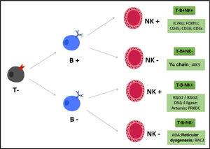Phenotypic classification of SCIDs according to the presence or absence of T, B and NK cells.