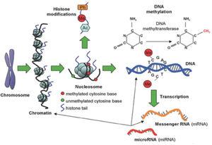 Types of epigenetic alterations: DNA methylation, histone modifications and microRNA (miRNA).