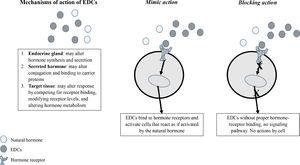 Mechanism of action of EDCs.