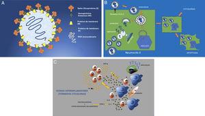 A) Estructura del SARS-CoV-2 (SARS-2). Virus ARN monocatenario y encapsulado con glicoproteínas de superficie. La proteína “S” (Spike) es la que le confiere la característica morfología en corona y la que establece la unión con los receptores celulares ECA II. B) Infección y replicación viral del SARS-2. El virus se une a los receptores ECA II de la célula huésped (en este caso del neumocito tipo II), para entrar en la célula por endocitosis a través de la membrana celular. La envoltura del virus se destruye por proteólisis quedando libre el ARN que se replica para posteriormente, a través de membranas, formadas por el aparato de Golgi y endoplásmico de la célula, formar virones completos (inclusiones virales en los tejidos de autopsias). Estos virones se eliminan por exocitosis a través de la membrana celular. Otras proteínas del virus permiten la entrada en el núcleo alterándolo estructural y funcionalmente y llevando a la célula a una muerte programada o apoptosis celular. C) La afectación celular del virus provoca la activación de macrófagos, células endoteliales, células dendríticas, etc. que producen citoquinas (IL-1, IL-6, IL-8) y la activación de linfocitos T como respuesta rápida de la inmunidad. Pero si esta respuesta no es rápida (respuesta tardía) o simplemente no está bien regulada, se produce una sobreproducción a través de ITF y TNF que provoca una mayor activación de macrófagos y otras células (tormenta de citoquinas). COX-2: ciclooxigenasa-2; TNF: factor de necrosis tumoral; IL: interleuquina; ITF: interferón.