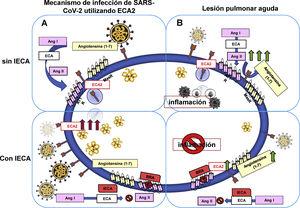 Uso terapéutico de los IECA en pacientes con COVID-19. Hipótesis (A): el uso de IECA en pacientes con COVID-19 aumenta la expresión del receptor ECA2 en la superficie celular; por ende, incrementa la replicación y transmisión viral. Hipótesis (B): la activación de angiotensina II (Ang II) y del receptor de angiotensina II tipo1 (AT1R) promueve la severidad de la lesión pulmonar aguda y la inflamación, la cual disminuye al adicionar IECA/ARAII. Esto promueve la generación de angiotensina (1-7) [Ang (1-7)] por la ECA2, lo cual finalmente disminuye la inflamación.