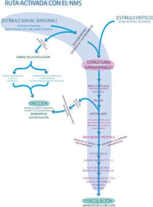 Fisiologia de l'ejaculació.