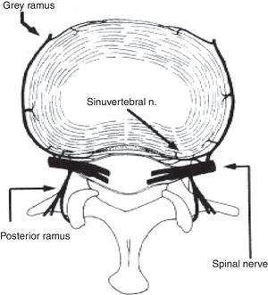 Anatomy of the nerve rami. Image of lumbar vertebra, with intervertebral disc and passage of spinal nerves through the intervertebral foramina, and passage of the posterior root nerve.