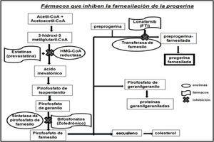 Fármacos que inhiben la farnesilación de la progerina (modificado de Baek, et al., 2013).