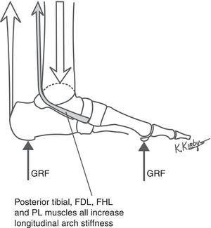 The posterior tibial, flexor digitorum longus (FDL), flexor hallucis longus (FHL) and peroneus longus (PL) muscles are all actively controlled by the CNS and form the layer of the LALSS between the plantar intrinsic muscles and plantar ligaments. The posterior tibial muscle, illustrated above, along with the FDL, FHL and PL muscles, all cause a forefoot plantarflexion moment with their contractile activity, which increases the longitudinal arch stiffness and also acts to decelerate longitudinal arch flattening and/or accelerate longitudinal arch elevation during gait.