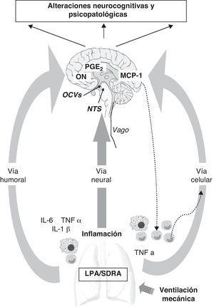 Vías de comunicación entre la periferia (pulmón) y el sistema nervioso central (SNC) durante la ventilación mecánica. El sistema nervioso central recibe información de la periferia del organismo a través de 3 vías: humoral, neural y celular. 1) El reclutamiento de monocitos o macrófagos en el pulmón incrementa los niveles de mediadores inflamatorios (IL-6, TNFα, IL-1β) que por vía humoral pueden alcanzar directamente el SNC a través de los órganos circumventriculares (OCV) sin necesidad de atravesar la barrera hematoencefálica (BHE). También coexisten otros mecanismos de transporte activo que generan liberación de PGE2 y de óxido nítrico a nivel cerebral. 2) Las aferencias de la vía vagal alcanzan el cerebro a través del núcleo del tracto solitario (NTS). 3) La vía celular está directamente regulada por la liberación del TNFα en el pulmón que estimula la liberación de MCP-1 a nivel cerebral, que a su vez es capaz de aumentar el reclutamiento de monocitos activados tanto a nivel del SNC como de la periferia.