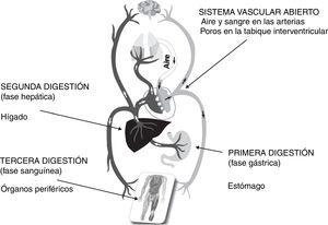 Representación esquemática del sistema cardiovascular abierto y las 3 digestiones de la fisiología galénica: fases gástrica, hepática y órganos periféricos.
