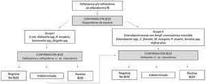 Algoritmo de confirmación de BLEE en enterobacterales según EUCAST.