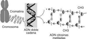 Organización estructural del material genético. El ADN que contiene regiones CpG metiladas está envuelto en histonas, formando parte de la cromatina que compone la estructura del cromosoma.