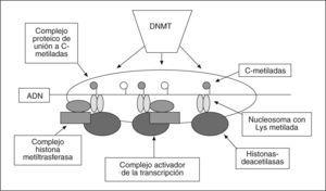 Configuración de la cromatina en regiones pericentroméricas afectadas por la silenciación de la transcripción de un gen. Las regiones CpG están rodeadas por proteínas de unión MBP que incluyen histonas-deacetilasas. Las histonas deacetiladas en el nucleosoma permiten la entrada de histonas-metiltransferasas que metilan el residuo 3 de lisina y, a su vez, atraen a las metiltransferasas del ADN, dando lugar a la supresión de la transcripción. DNMT (DNA methyltransferase, ADN metiltransferasa).