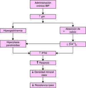Hipótesis del efecto de la administración crónica de IBP sobre la homeostasis del calcio. (Modificada de Yang et al5.).