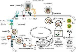 Representación gráfica del ciclo de vida del VHC. La partícula viral circula libre o asociada a lipoproteínas (lipo-viro-partículas). 1) La interacción inicial del virión con la membrana celular está mediada por glucosaminoglucanos (GAG). A continuación, el VHC interacciona de manera secuencial con los receptores LDLR, SR-B1, CD81, claudina-1 y ocludina. Los receptores EGFR y EphA2 (y probablemente NPCL1L1) regularían la asociación entre CD81 y claudina-1 y la fusión de la envuelta viral con la membrana plasmática. 2) La entrada en el hepatocito se produce por endocitosis dependiente de clatrina. 3) La fusión de la envuelta del virus con la membrana del endosoma es un proceso mediado por la acidificación del endosoma. 4) Desencapsidación y liberación del ARN viral. 5) Traducción del ARN viral y procesamiento de la proliproteína por proteasas virales y del huésped. 6) Replicación del ARN viral en el complejo de replicación, asociado a la red de membranas. 7) Formación de la cápside y ensamblaje de los nuevos viriones alrededor de los LD. 8) Las partículas del VHC se asocian a lipoproteínas y son liberadas a través de la vía de secreción celular.