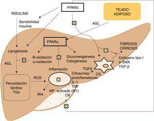 Mecanismo de acción de PPARα/δ en la fisiopatología de la EHGNA.