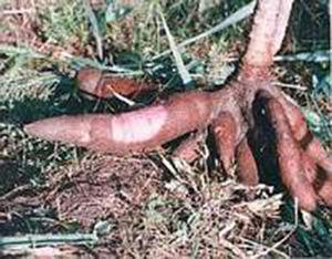 Tubérculo de yuca (tapioca o mandioca) rico en cianógenos tóxicos. Fue considerado durante años el único responsable de la pancreatitis tropical.