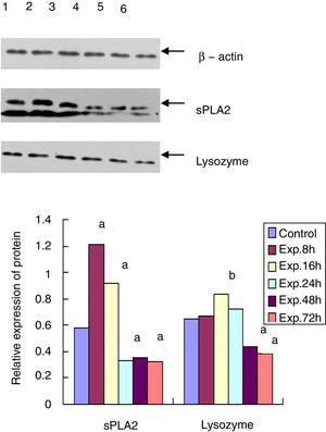 Western blot for the protein expression of sPLA2 and lysozyme in the terminal ileum. 1: control group; 2–6: experimental 8h, 16h, 24h, 48h, and 72h groups. a: p<0.01; b: p<0.05.