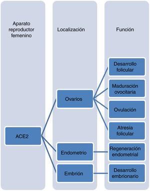 Localización y probable función de ACE2 en el sistema reproductor femenino.
