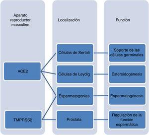 Localización y probable función de ACE2 en el sistema reproductor masculino.