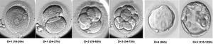 Desarrollo embrionario preimplantatorio. Transcurridas alrededor de 18-20 horas desde la inseminación o la microinyección espermática, pueden observarse los signos de fecundación en el ovocito: dos pronúcleos situados en el centro de la célula y dos corpúsculos polares en el espacio perivitelino. Los embriones de 2 células pueden observarse alrededor de las 24-27 horas postinseminación, en el D+1 de cultivo. Los embriones de 4 células aparecen entre las 39 y 60 horas postinseminación, y entre las 54 y las 72 horas aparecen los embriones de 8 células. En el día 4 de desarrollo los embriones aparecen formando mórulas y 24 horas más tarde se inicia la progresión hacia el estadio de blastocisto. El blastocisto aparece alrededor de las 110 horas postinseminación y en él se diferencian dos tipos celulares: la masa celular interna, que dará lugar al embrión, y el trofectodermo, que originará la placenta.