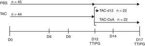 Esquema temporal del experimento. Los animales fueron tratados con tacrolimus (0,3mg/kg/dia) durante 11días y aleatoriamente asignados a uno de los siguientes grupos: a)TAC-d12 (n=22), sacrificados a día12, o b)TAC-CsA (n=22), tacrolimus fue reemplazado por CsA (2,5mg/kg/día) durante 5días. El control no tratado (PBS, n=23) recibió PBS por 11días y sacrificado en el día12, o recibieron PBS por 17días (PBS, n=22).