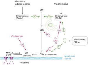 Desregulación del complemento en el síndrome hemolítico urémico atípico. La activación del complemento por cualquiera de las 3 vías (reconocimiento de antígenos extraños, vía alternativa; de anticuerpos, vía clásica; o de polisacáridos de manano, vía de las lectinas) lleva a que se depositen grandes cantidades de C3b sobre la membrana celular del activador, lo que conduce a su opsonización y a la activación del C5 (vía terminal o lítica), que conduce a la formación del complejo de ataque a la membrana y la lisis celular. La activación del complemento produce inflamación y reclutamiento de leucocitos. El proceso central en la activación del complemento es la generación de C3b. Su formación depende de complejos enzimáticos inestables llamados C3-convertasas, que catalizan la rotura de C3 para generar C3b. C3b, a su vez, es capaz de formar más C3-convertasa de la vía alternativa (C3bBb), amplificando así la activación inicial. La generación de C3b está regulada a 2 niveles: disociación de las C3-convertasas e inactivación proteolítica del C3b y C4b. Varias proteínas reguladoras en plasma y en la membrana celular llevan a cabo esta regulación. Entre ellas, factor H, MCP y factor I desempeñan un papel fundamental en la disociación de la C3-convertasa de la vía alternativa (C3bBb) y en la degradación proteolítica de C3b. Las mutaciones en estas proteínas encontradas en pacientes con SHUa interfieren esta función reguladora de la activación de la vía alternativa. Algunos pacientes con SHUa son portadores de mutaciones en las proteínas C3 y factor B que organizan la C3-convertasa. Estas mutaciones son particulares en el sentido de que aumentan la actividad de las proteínas mutadas (son mutaciones ganancia de función), lo que resulta en un aumento en la activación del complemento que excede la capacidad de las proteínas reguladoras.