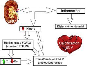 Escenario de las alteraciones de la EOM-ERC e implicación en la calcificación vascular. ECV: enfermedad cardiovascular; Po: fósforo urinario; Pp: fósforo plasmático.