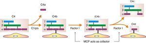 Evasion strategies of endothelial cells. Disappearance of cleaved component C4c and stable binding of fragment C4d mediated by the internal thioester.