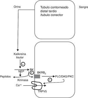 Modelo esquemático que muestra como la calicreína tisular participa de la regulación del canal epitelial de calcio TRPV5 en el túbulo contorneado distal tardío. La calicreína tisular producida por el túbulo conector es liberada dentro del fluido urinario. Alli actua sobre el quininogeno (QN) filtrado o segregado localmente y produce finalmente bradiquinina (BK). La BK actúa sobre su receptor B2 (BKRB2) activando la vía de fosfolipasa C/diacilglicerol/proteincinasa C (PLC/DAG/PKC) induciendo la localización del canal de calcio TRPV5 a nivel de la membrana apical y favorece la reabsorción de calcio tubular. La BK es degradada por la endopeptidasa neutra (NEP) y la quininasa CYP renal.