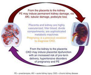 Pregnancy and kidney function: complex interactions between 2 organs, the kidney and placenta.