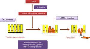 La vía Notch regula el proceso de transición epitelio-mesenquimal inducido por TGF-β en células tubuloepiteliales.