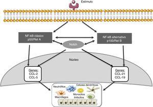 Relación entre las vías de señalización de Notch y NF-κB, implicaciones en el proceso inflamatorio renal.